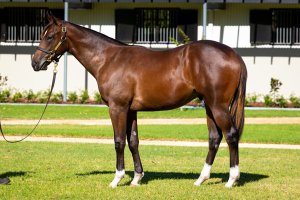 Kia Ora Stud - Gold Coast Yearling Sale Lot 559