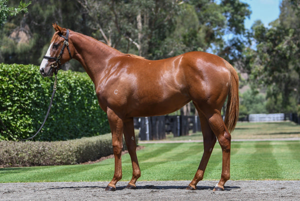 Coolmore Stud - Gold Coast Yearling Sale Lot 562