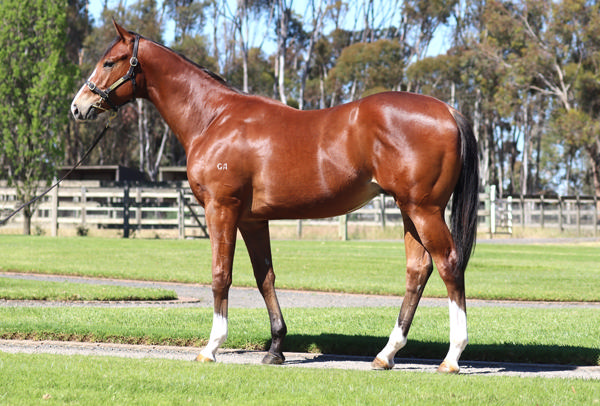 Rosemont Stud - Gold Coast Yearling Sale Lot 566