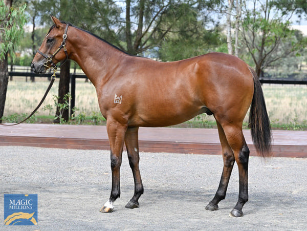 Kingstar Farm - Gold Coast Yearling Sale Lot 574