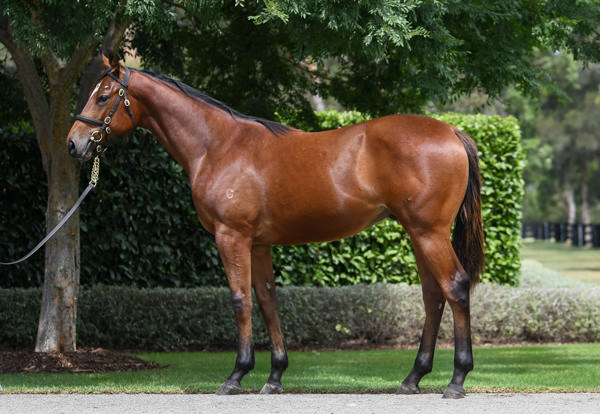 Coolmore Stud - Gold Coast Yearling Sale Lot 577