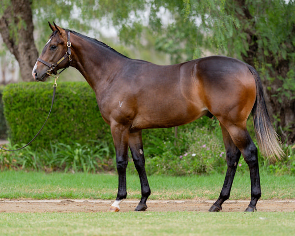 Vinery Stud - Gold Coast Yearling Sale Lot 58