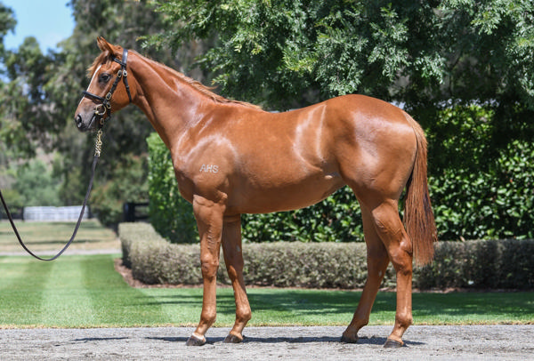 Coolmore Stud - Gold Coast Yearling Sale Lot 590