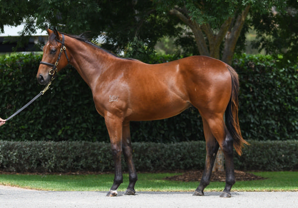 Coolmore Stud - Gold Coast Yearling Sale Lot 598