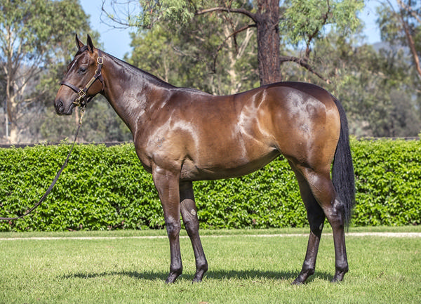 Yarraman Park Stud - Gold Coast Yearling Sale Lot 604