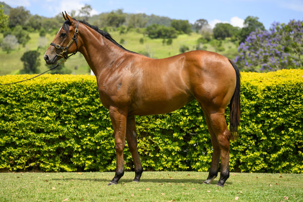 Yarramalong Park - Gold Coast Yearling Sale Lot 605