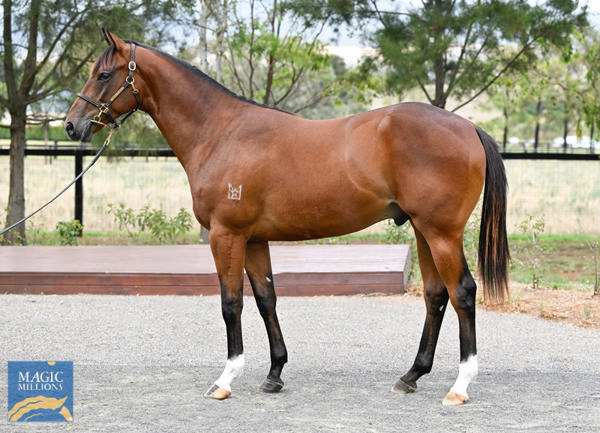 Kingstar Farm - Gold Coast Yearling Sale Lot 606