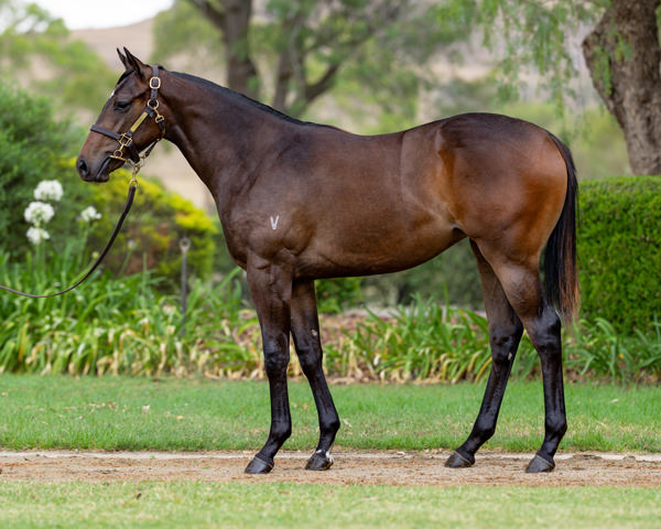 Vinery Stud - Gold Coast Yearling Sale Lot 61