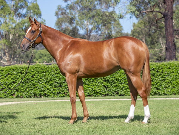 Yarraman Park Stud - Gold Coast Yearling Sale Lot 613