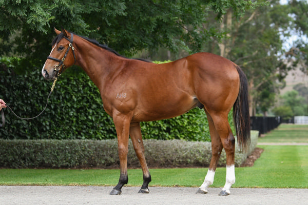 Coolmore Stud - Gold Coast Yearling Sale Lot 621