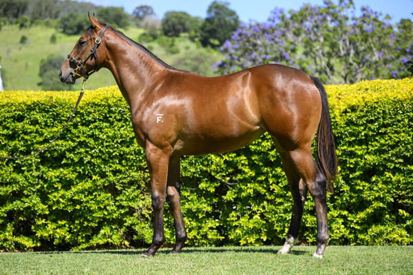Yarramalong Park - Gold Coast Yearling Sale Lot 623