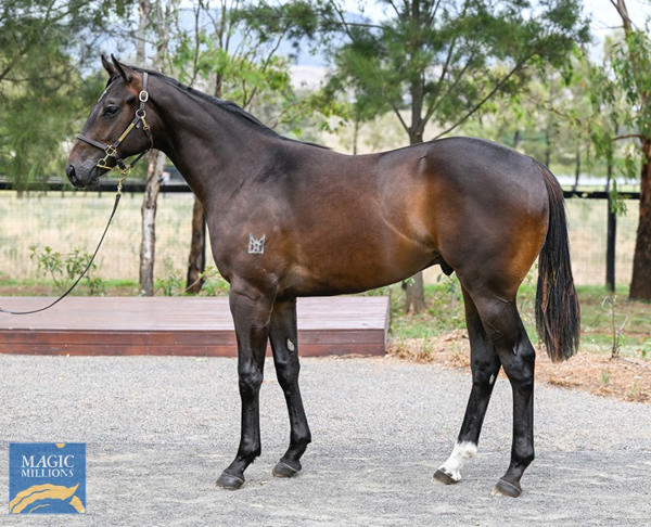 Kingstar Farm - Gold Coast Yearling Sale Lot 624