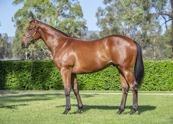 Yarraman Park Stud - Gold Coast Yearling Sale Lot 632