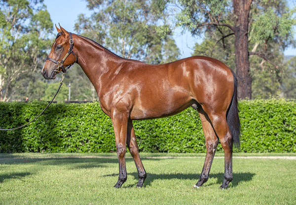 Yarraman Park Stud - Gold Coast Yearling Sale Lot 648