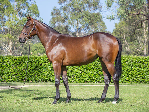 Yarraman Park Stud - Gold Coast Yearling Sale Lot 65