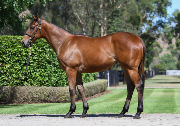 Coolmore Stud - Gold Coast Yearling Sale Lot 658