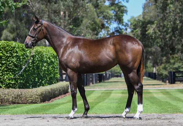 Coolmore Stud - Gold Coast Yearling Sale Lot 664
