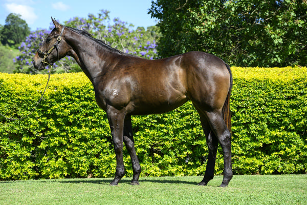 Yarramalong Park - Gold Coast Yearling Sale Lot 665