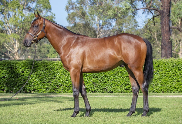 Yarraman Park Stud - Gold Coast Yearling Sale Lot 669