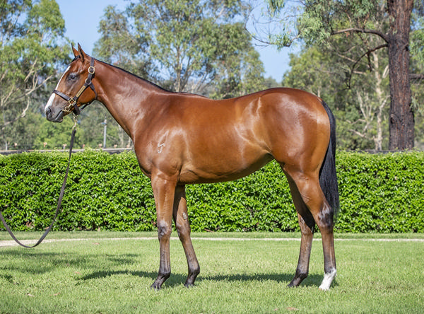Yarraman Park Stud - Gold Coast Yearling Sale Lot 671