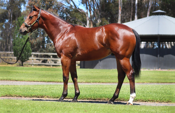 Rosemont Stud - Gold Coast Yearling Sale Lot 68