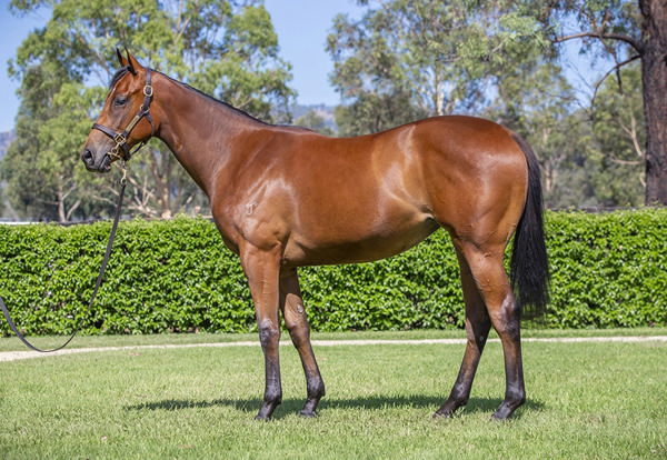 Yarraman Park Stud - Gold Coast Yearling Sale Lot 690