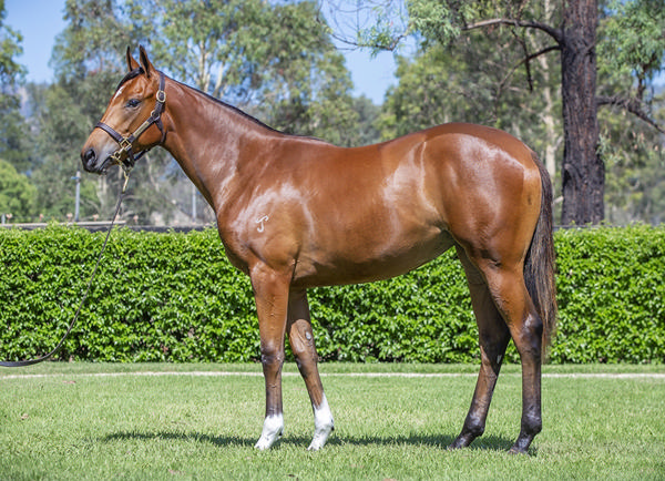 Yarraman Park Stud - Gold Coast Yearling Sale Lot 707