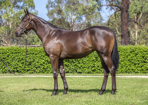 Yarraman Park Stud - Gold Coast Yearling Sale Lot 713