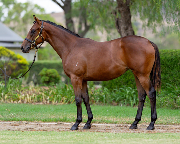 Vinery Stud - Gold Coast Yearling Sale Lot 742