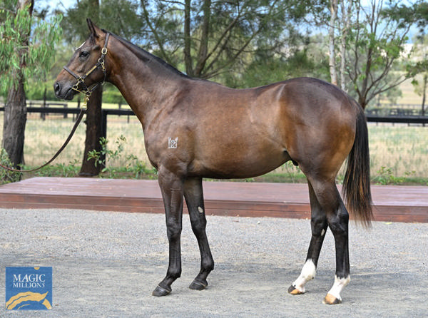 Kingstar Farm - Gold Coast Yearling Sale Lot 743