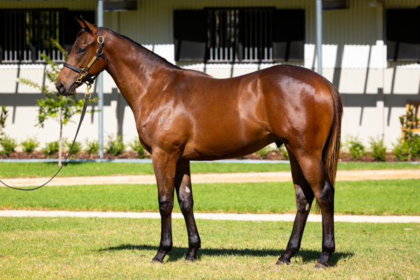 Kia Ora Stud - Gold Coast Yearling Sale Lot 757