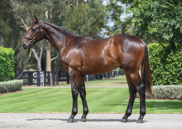 Coolmore Stud - Gold Coast Yearling Sale Lot 770