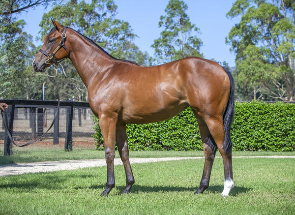 Yarraman Park Stud - Gold Coast Yearling Sale Lot 776