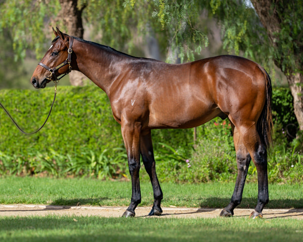 Vinery Stud - Gold Coast Yearling Sale Lot 777