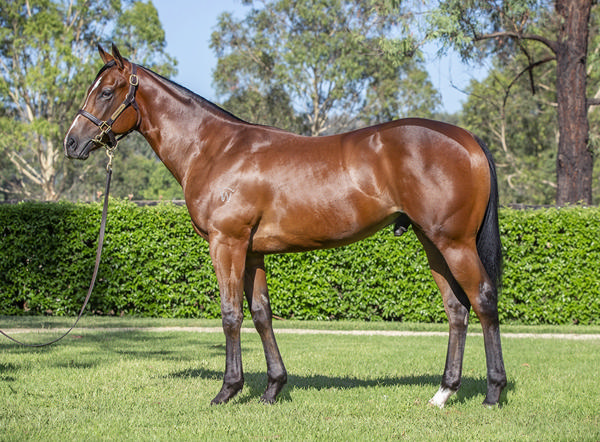 Yarraman Park Stud - Gold Coast Yearling Sale Lot 782