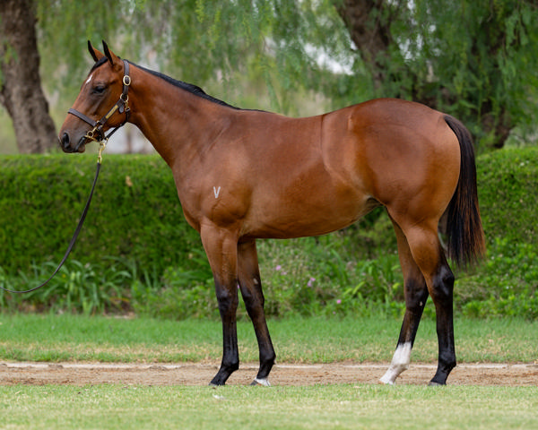 Vinery Stud - Gold Coast Yearling Sale Lot 792