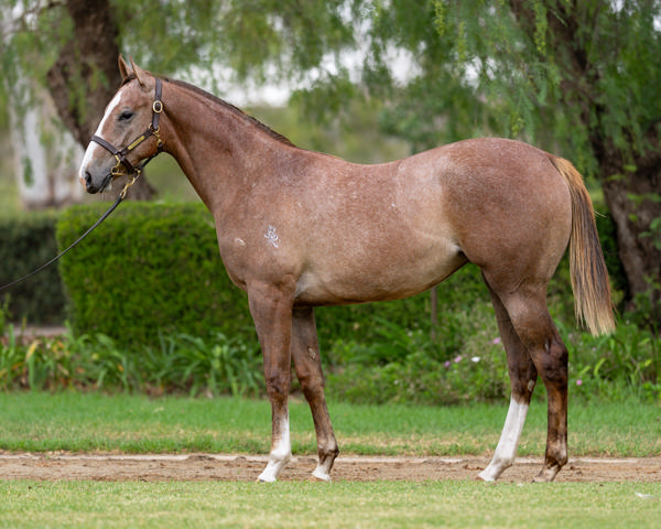 Vinery Stud - Gold Coast Yearling Sale Lot 806