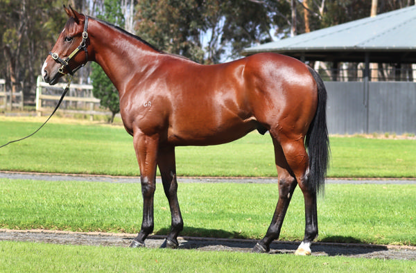 Rosemont Stud - Gold Coast Yearling Sale Lot 817