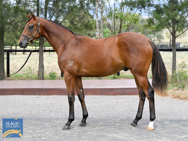 Kingstar Farm - Gold Coast Yearling Sale Lot 818