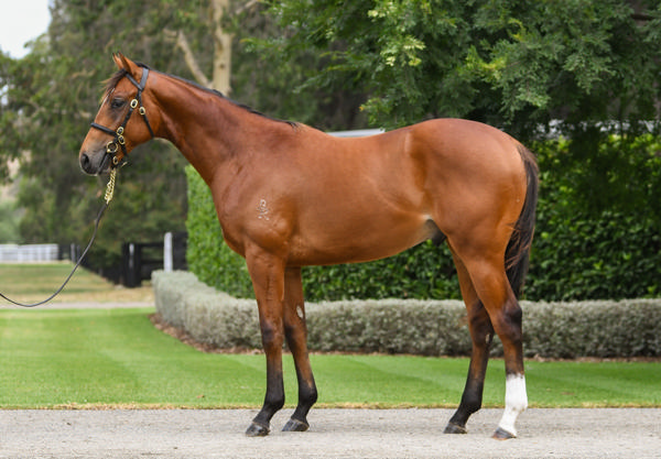 Coolmore Stud - Gold Coast Yearling Sale Lot 82