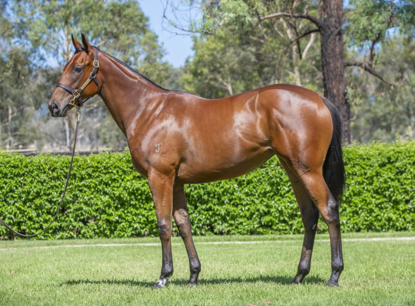 Yarraman Park Stud - Gold Coast Yearling Sale Lot 833