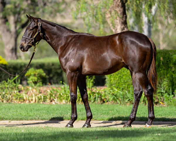 Vinery Stud - Gold Coast Yearling Sale Lot 838