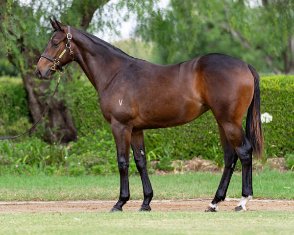 Vinery Stud - Gold Coast Yearling Sale Lot 845
