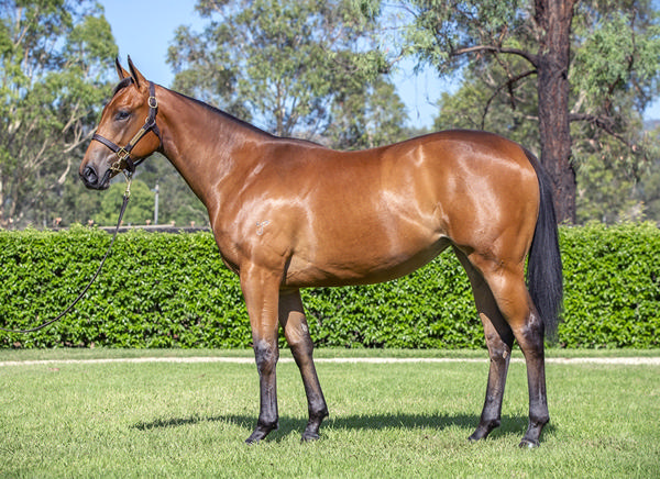 Yarraman Park Stud - Gold Coast Yearling Sale Lot 865