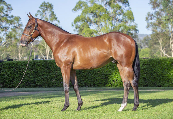 Yarraman Park Stud - Gold Coast Yearling Sale Lot 871