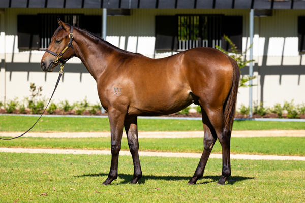 Kia Ora Stud - Gold Coast Yearling Sale Lot 873