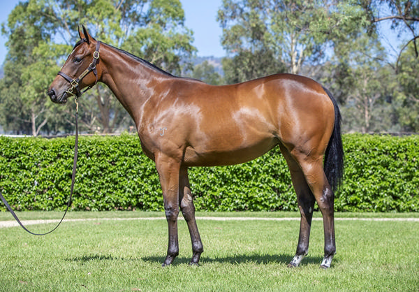 Yarraman Park Stud - Gold Coast Yearling Sale Lot 890