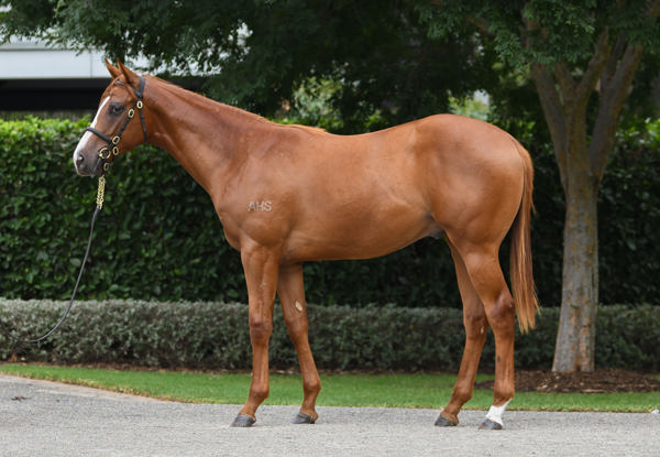 Coolmore Stud - Gold Coast Yearling Sale Lot 900