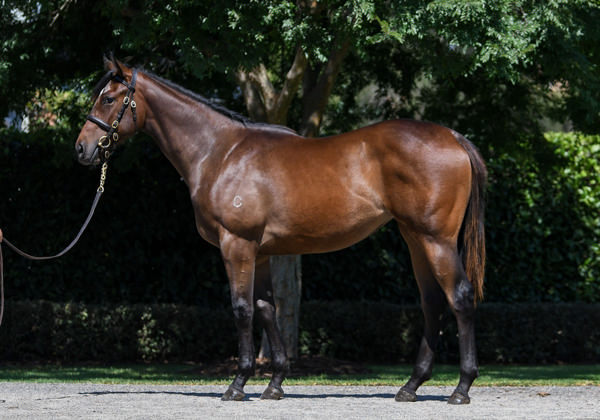 Coolmore Stud - Gold Coast Yearling Sale Lot 901