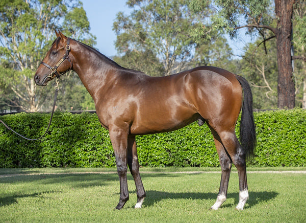 Yarraman Park Stud - Gold Coast Yearling Sale Lot 902